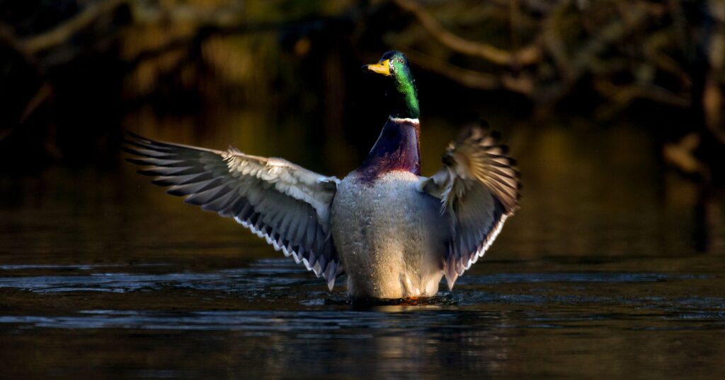A male mallard photographed by Jon Hawkins.