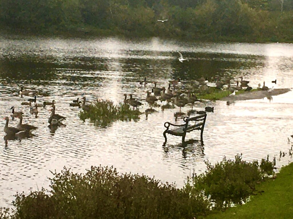 Verulamium Lake. Photo: Dr Robert Wareing.