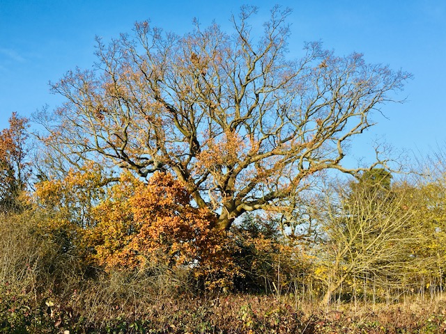 Bedmond Lane Wildlife Meadow. Photo: Dr Robert Wareing