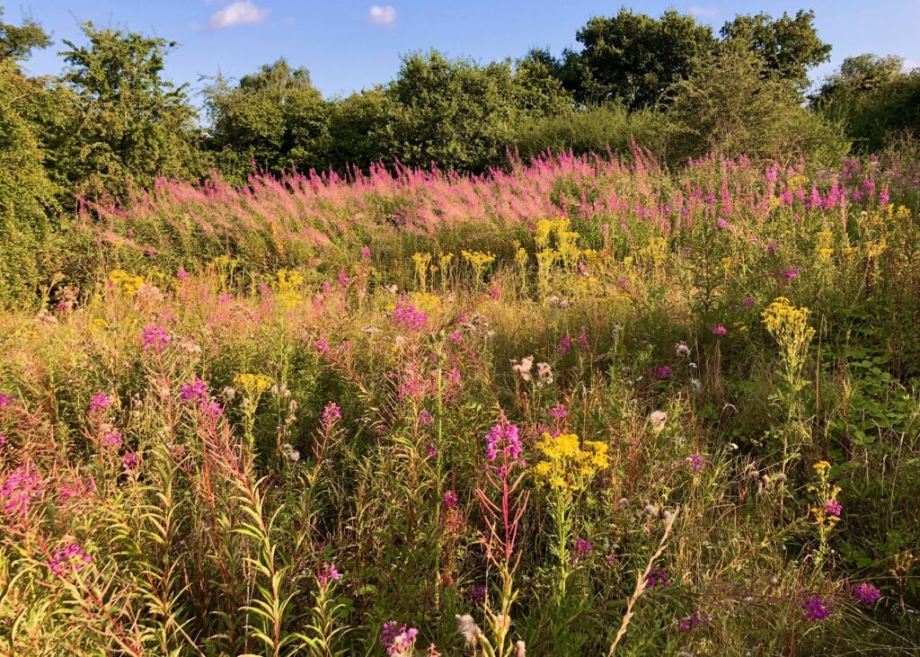 Bedmond Lane Wildlife Meadow before Cala Homes contractors moved in.