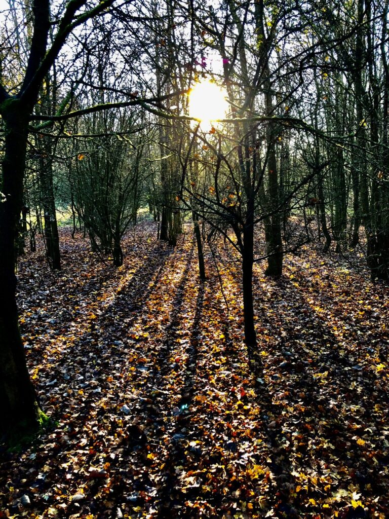 Bedmond Lane Wildlife Meadow before Cala Homes contractors moved in.