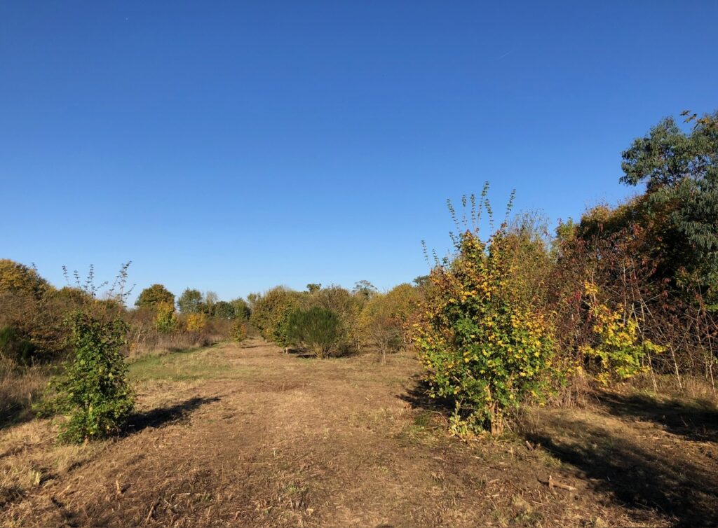 Bedmond Lane Wildlife Meadow before Cala Homes contractors moved in.