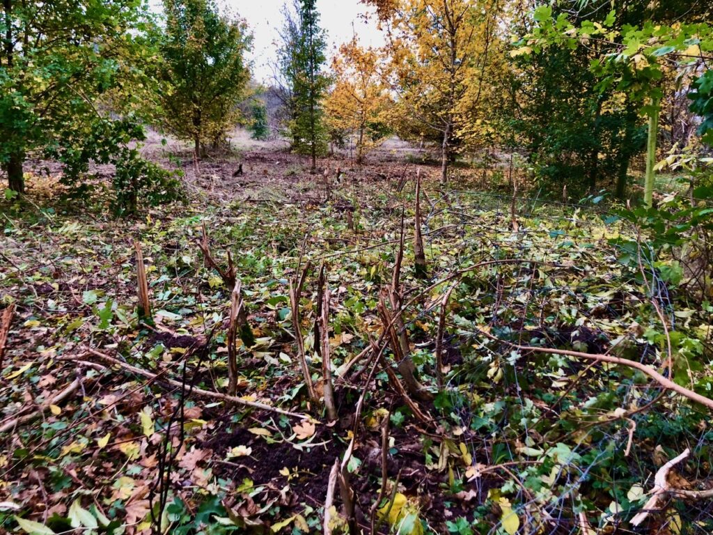 After contractors from Cala Homes carried out clearance work at Bedmond Lane Wildlife Meadow.
