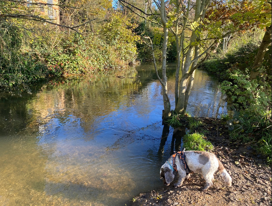 The shaded River Ver at Verulamium Park.