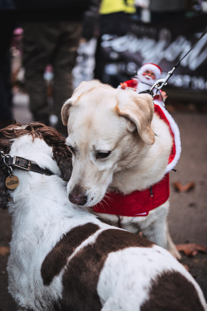 Carols in the Park. Photo: Christopher James Hall