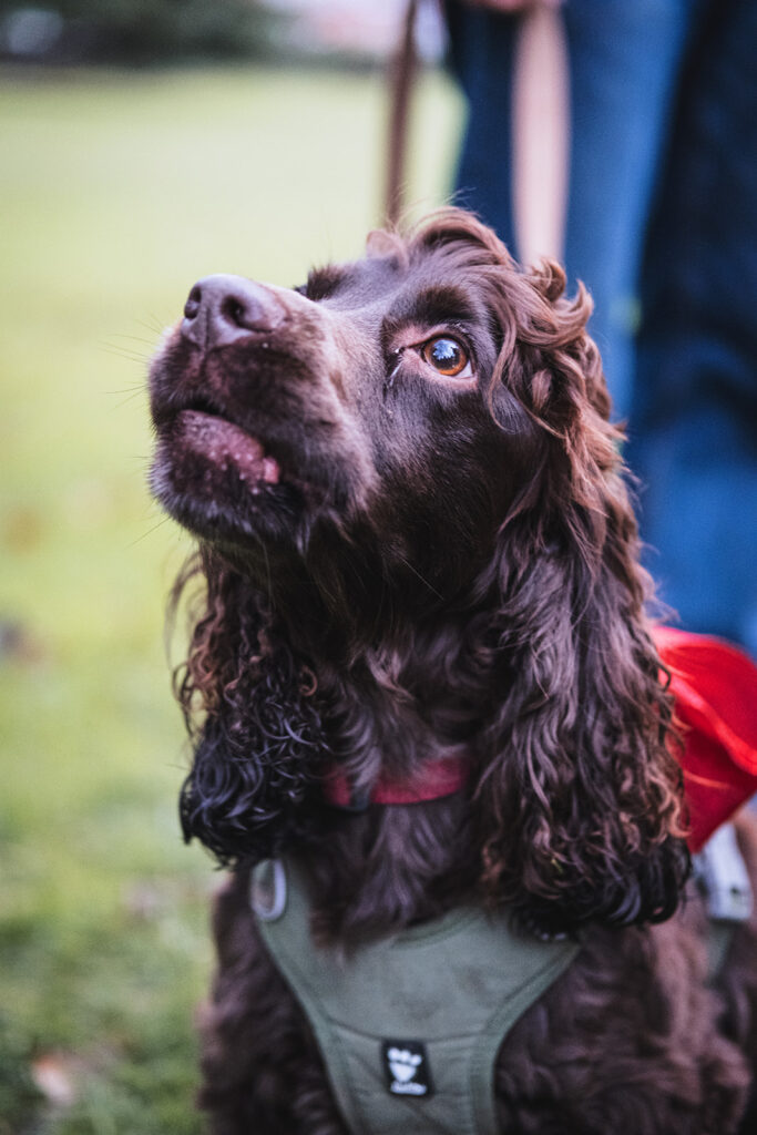 Carols in the Park. Photo: Christopher James Hall