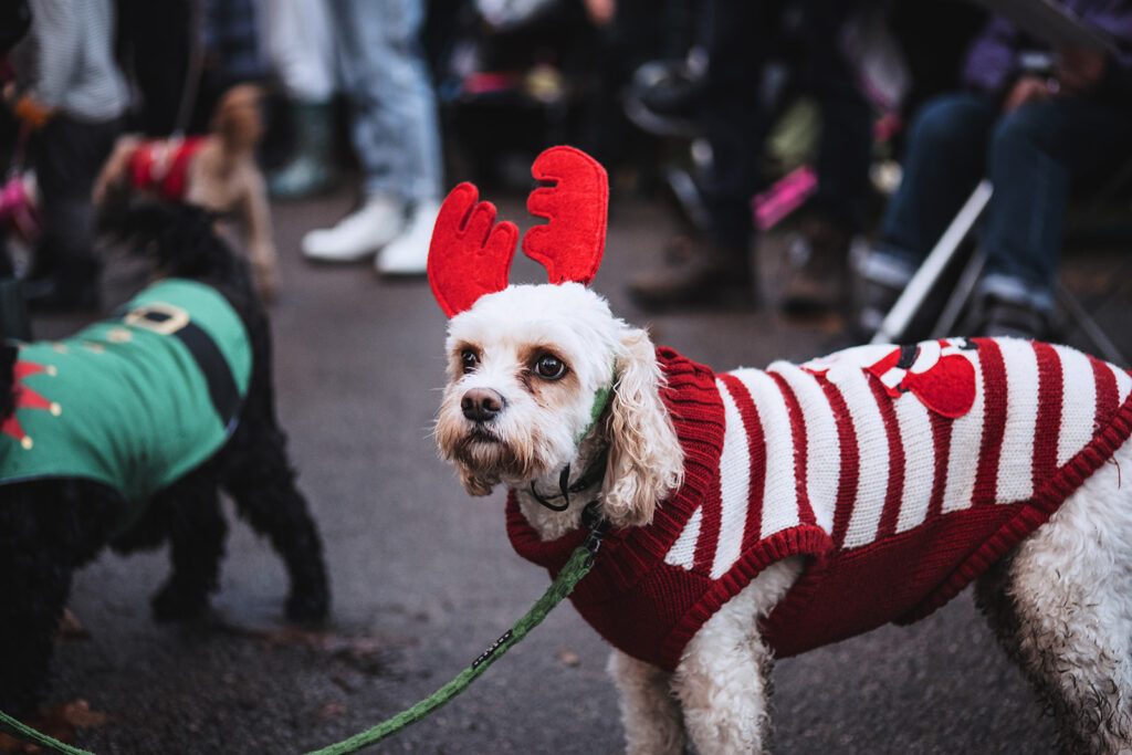 Carols in the Park. Photo: Christopher James Hall