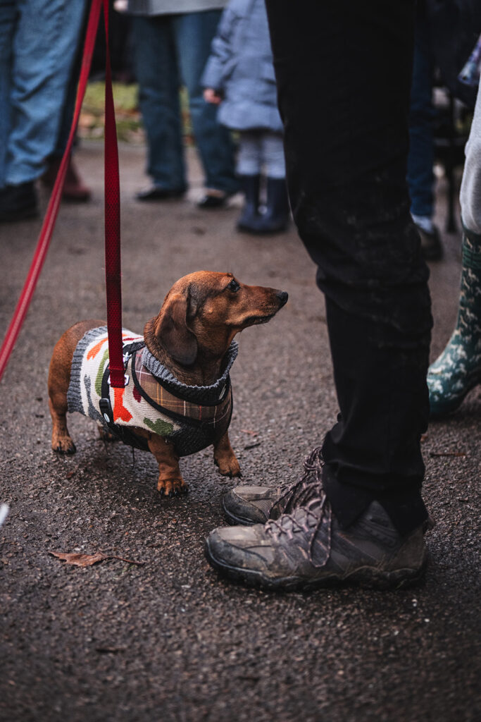 Carols in the Park. Photo: Christopher James Hall