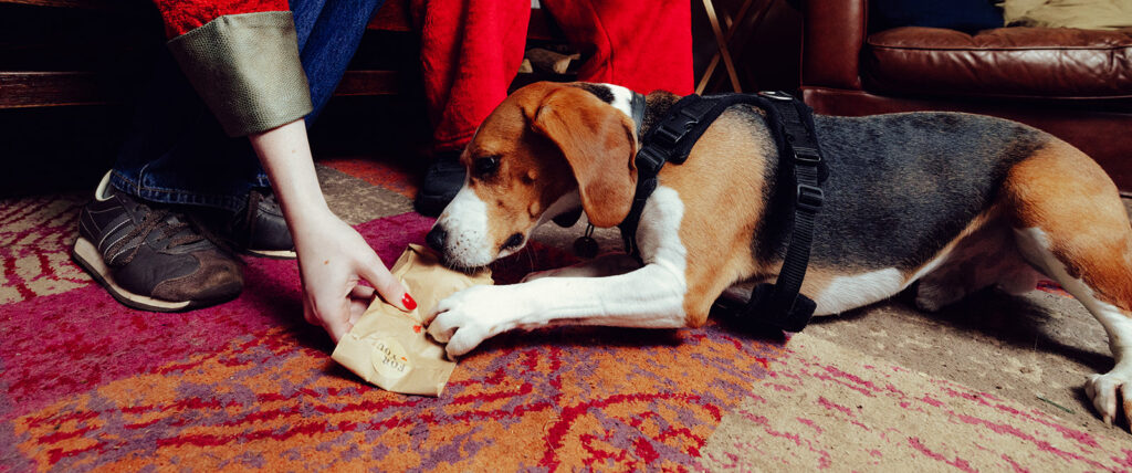 Santa Paws at The Lower Red Lion. Photo: Desneri Photography.