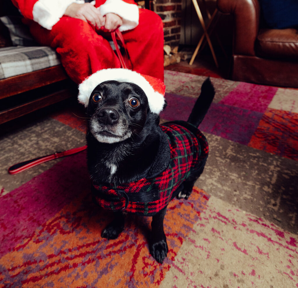 Santa Paws at The Lower Red Lion. Photo: Desneri Photography.