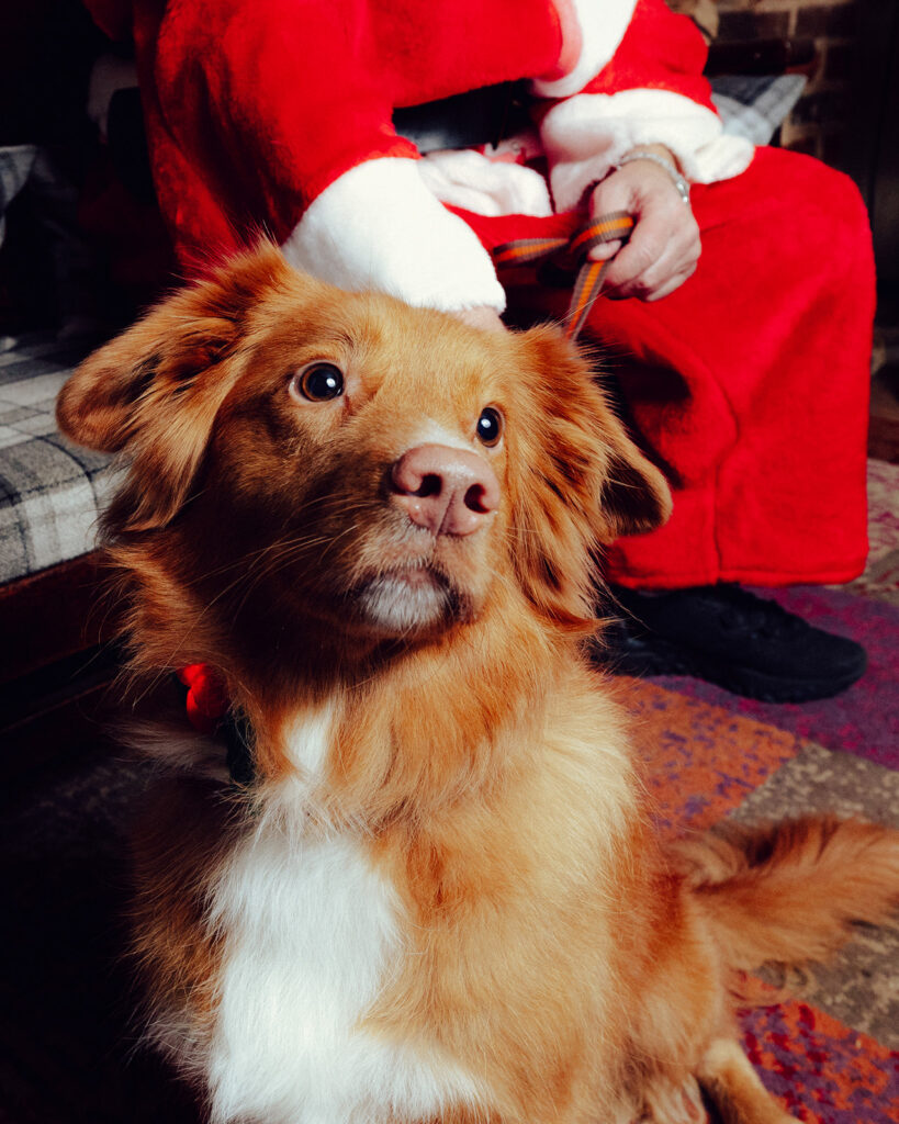 Santa Paws at The Lower Red Lion. Photo: Desneri Photography.