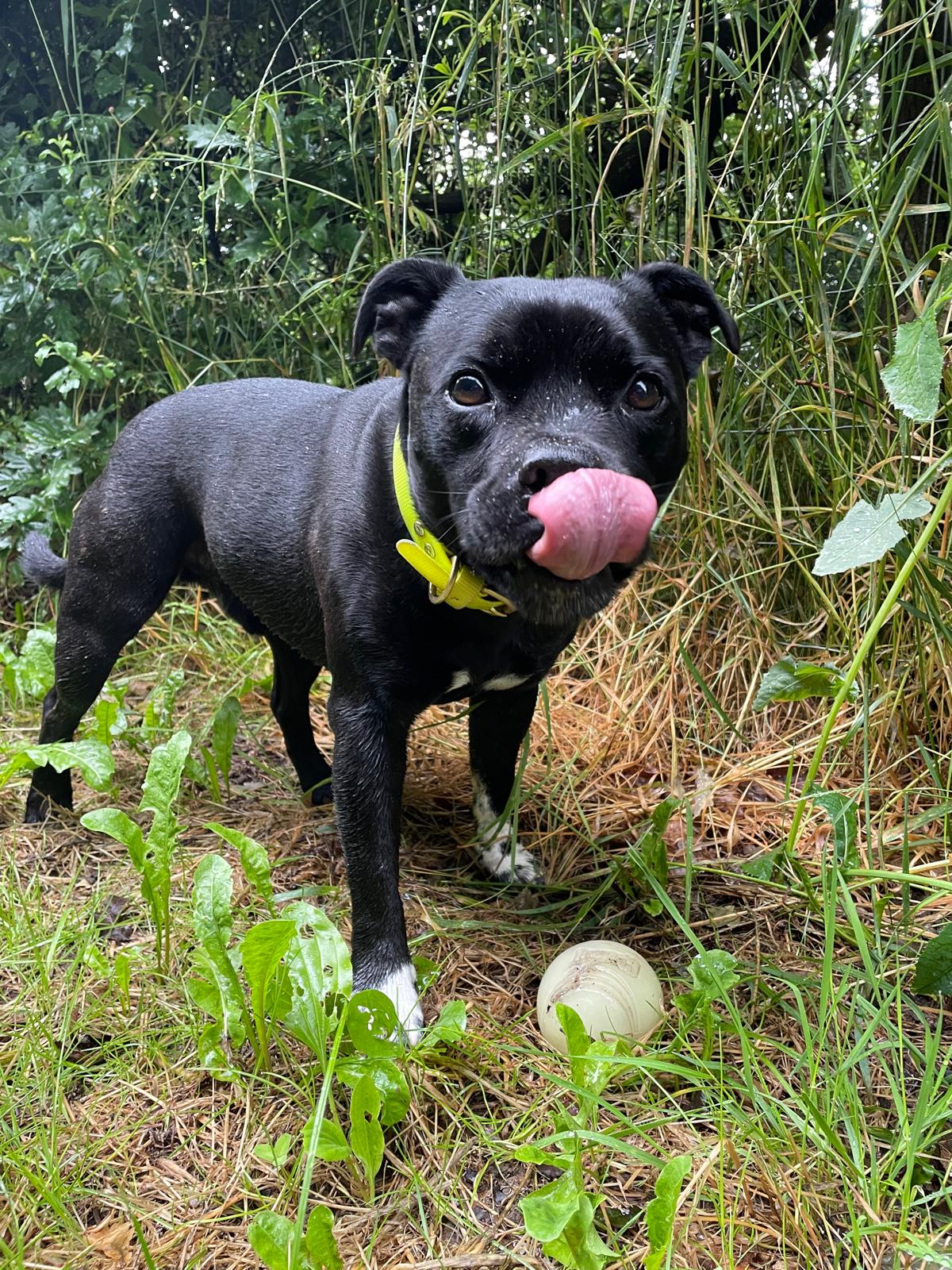 Beloved pet dog Larry was killed on the A405.