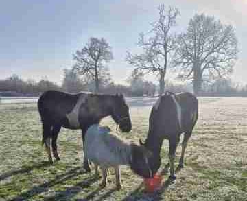The abandoned horses in Highfield Park. Photo: Highfield Park Trust