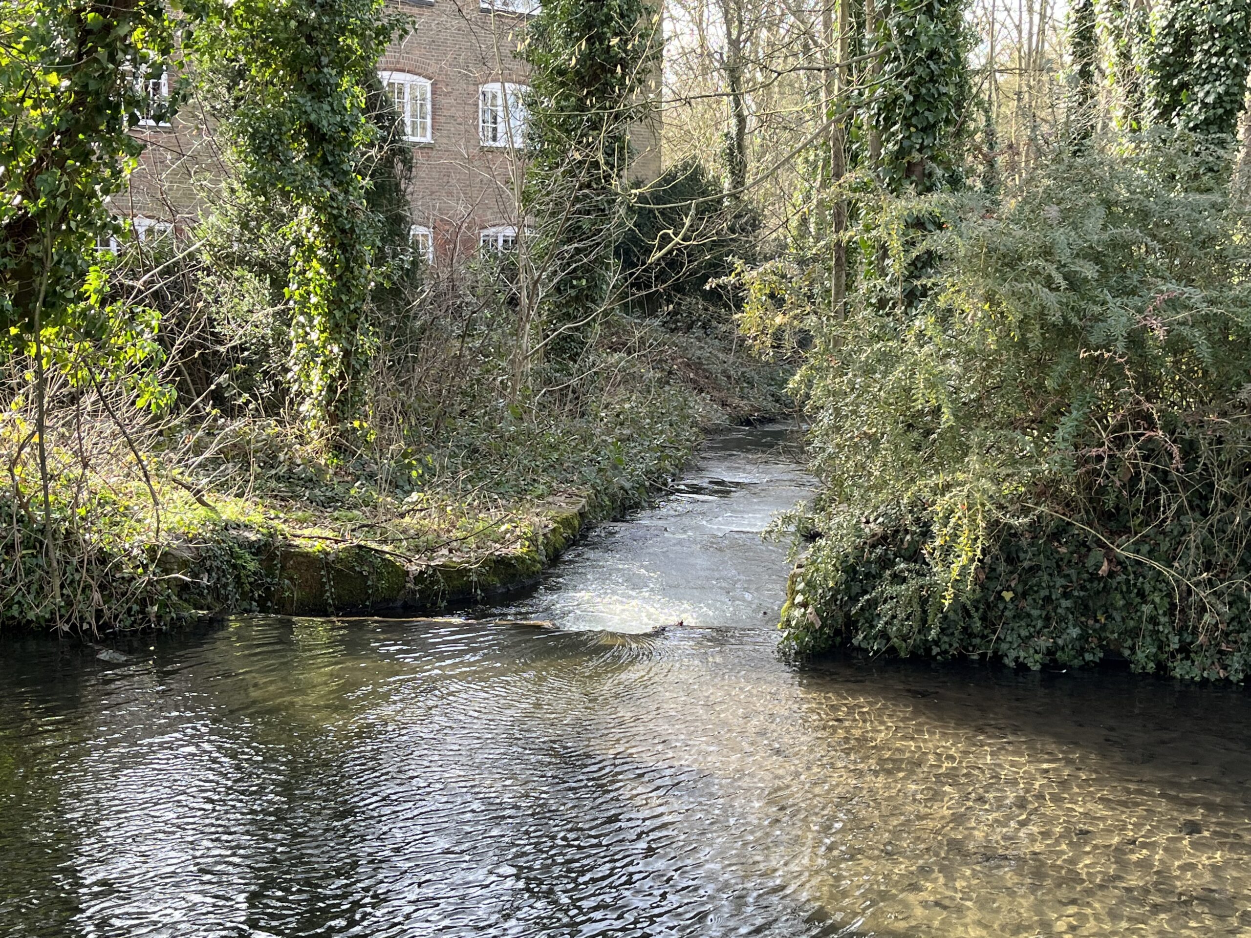 The rare chalk stream that is the River Ver.