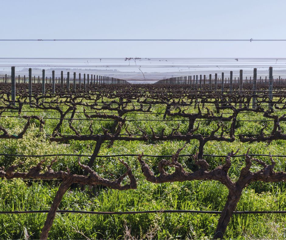 Spier Wine Farm