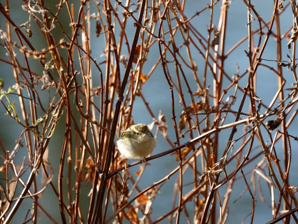 Yellow-browed warbler in the reeds at Verulamium Park. Photo: Michael Barrett