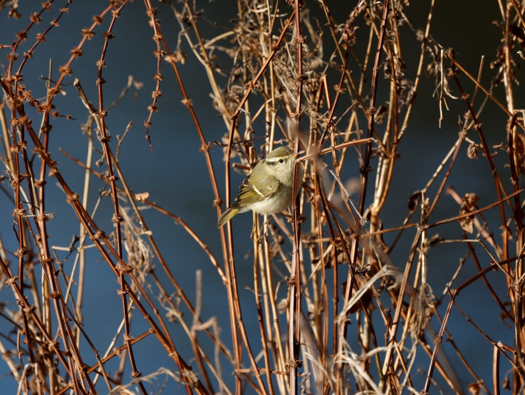 Yellow-browed warbler in the reeds at Verulamium Park. Photo: Michael Barrett