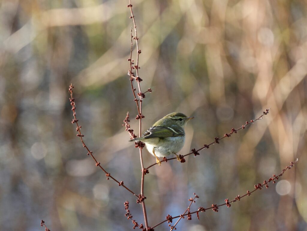 Yellow-browed warbler in Verulamium Park. Photo: Michael Barrett