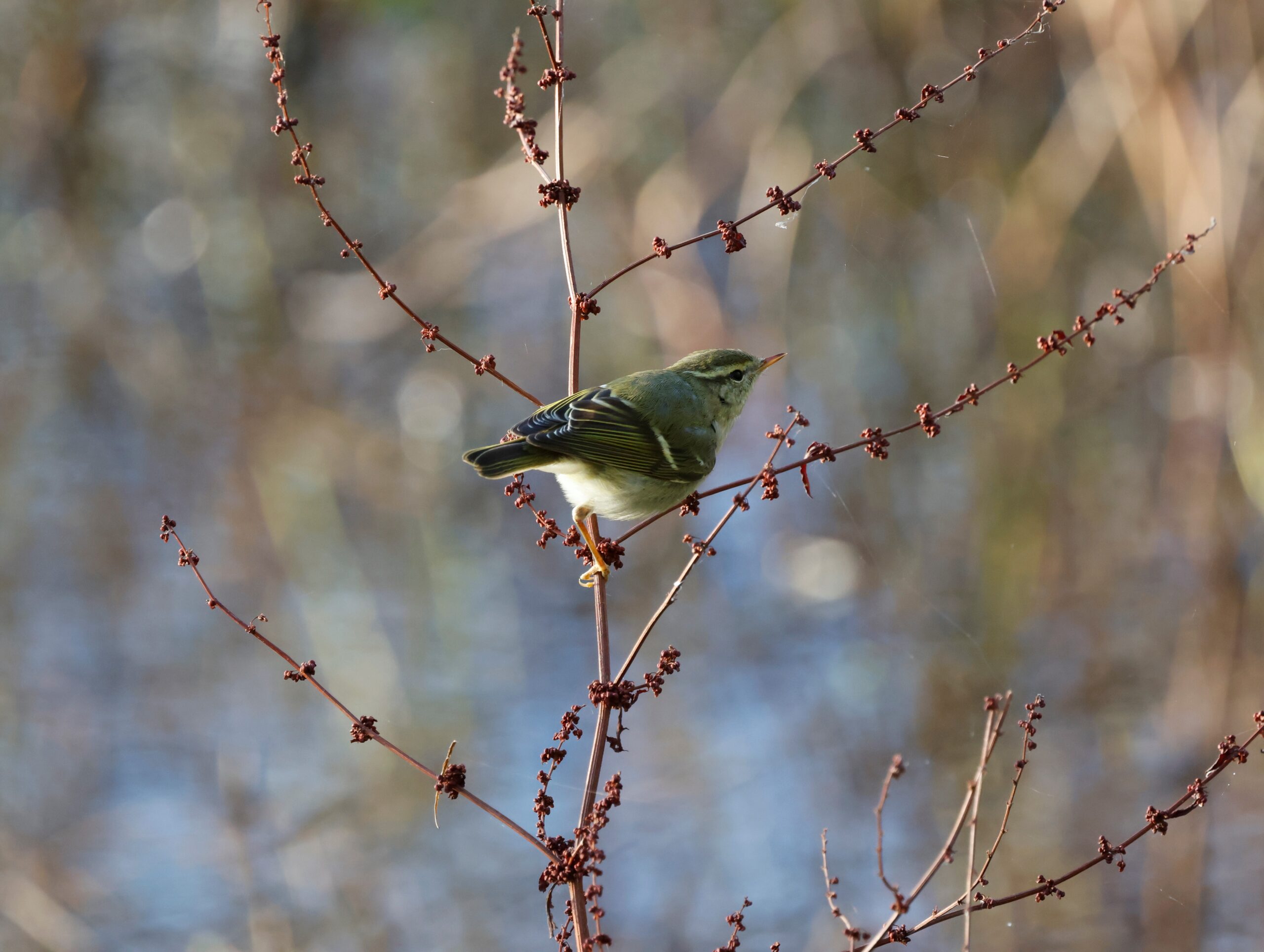Yellow-browed warbler in Verulamium Park. Photo: Michael Barrett