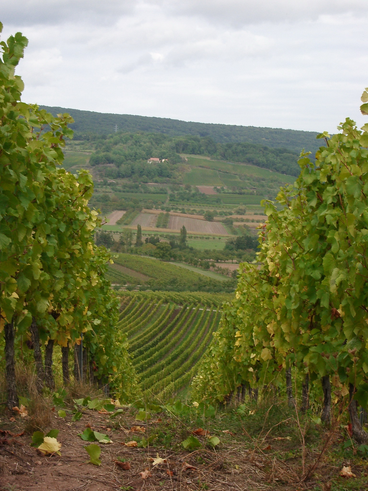 Alsace vineyards