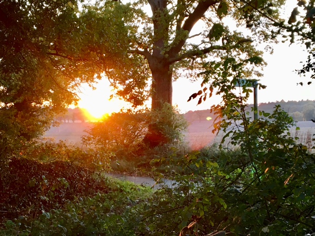Bedmond Lane Wildlife Meadow. Photo: Dr Robert Wareing.