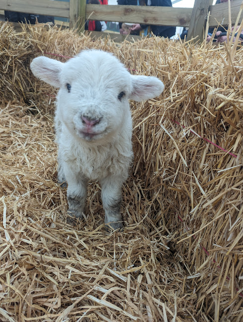 A lamb at Willows Activity Farm.