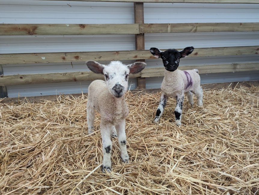 Lambs at Willows Activity Farm.