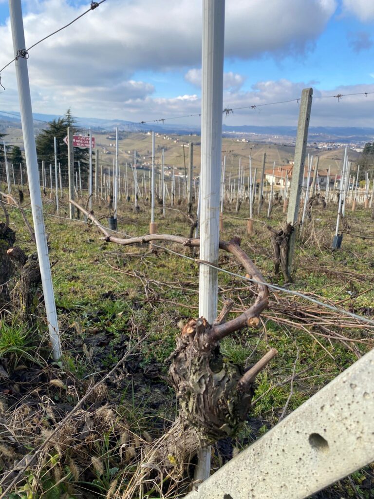 Piedmont