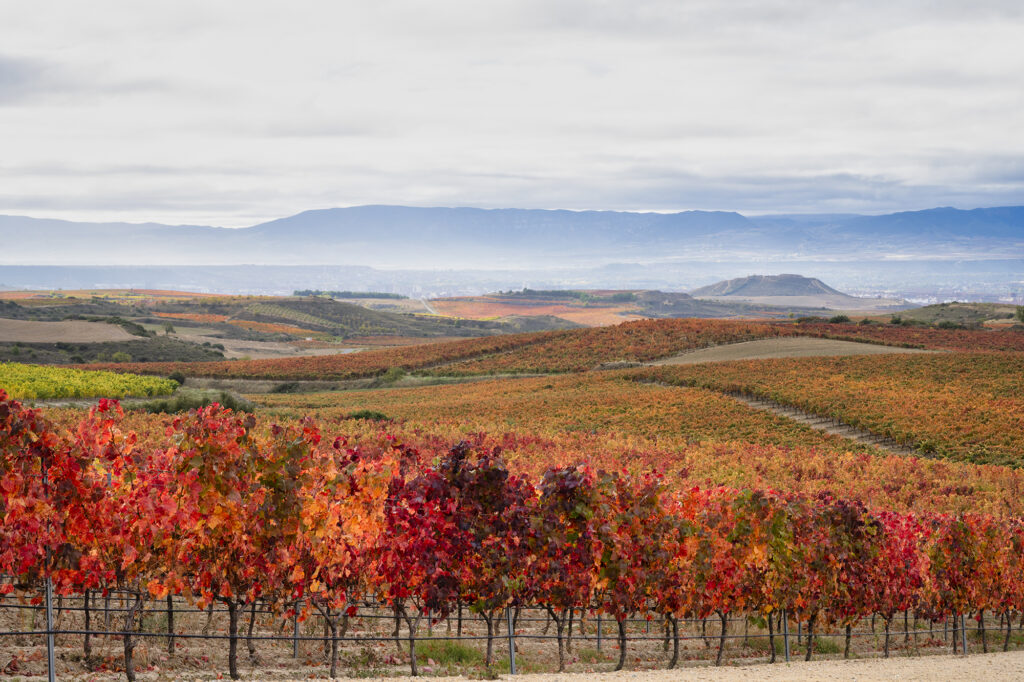 Bodegas Valdemar vineyards