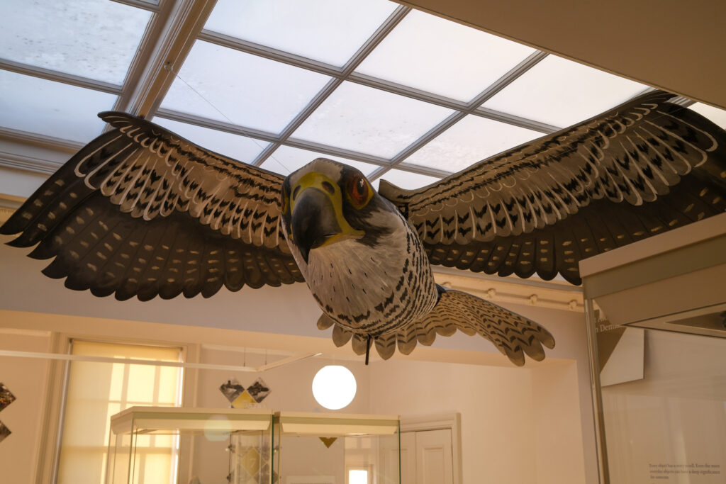 Wild about Hertfordshire exhibition at St Albans Museum + Gallery. Photo: Ellie McCormick for St Albans Museums
