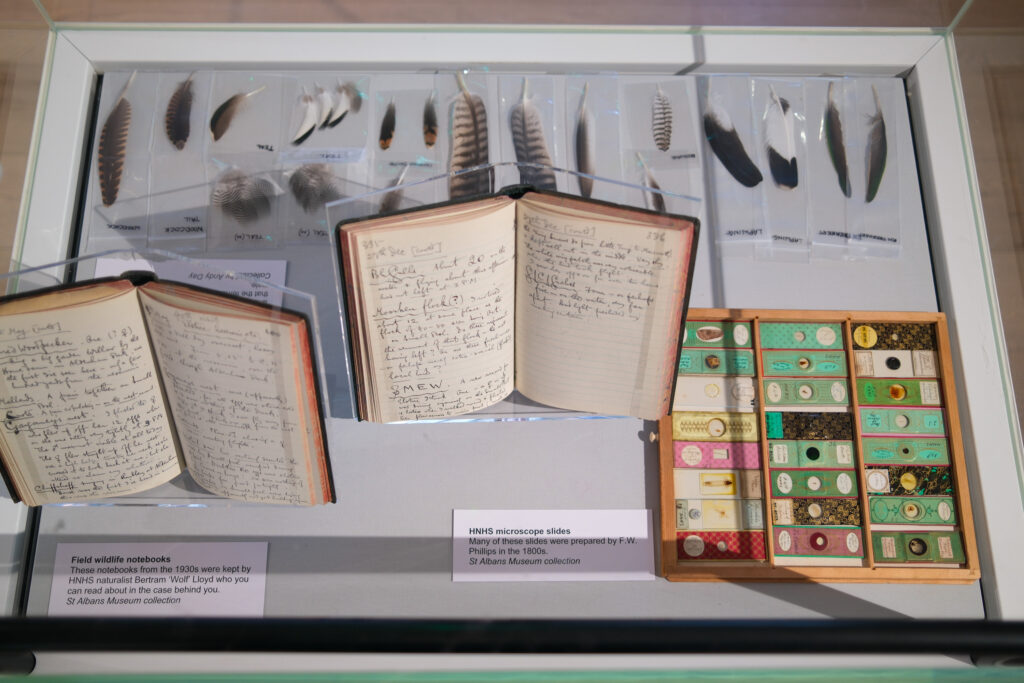 Wild about Hertfordshire exhibition at St Albans Museum + Gallery. Photo: Ellie McCormick for St Albans Museums