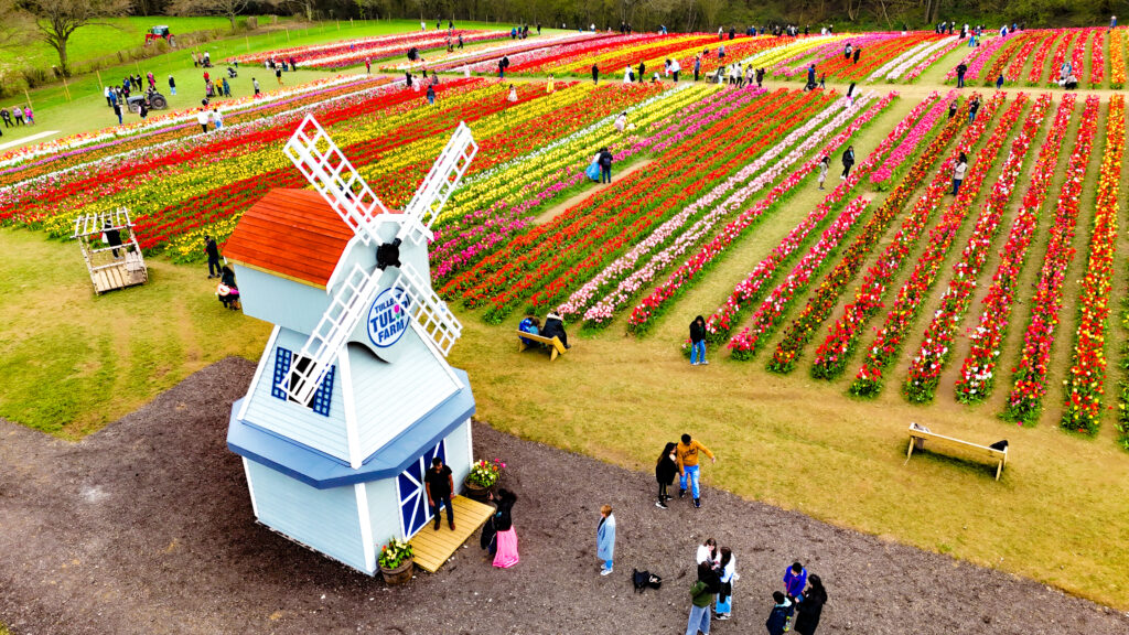 A windmill will stand at the centre of the tulip fields. Photo: Tulleys Tulip Farm