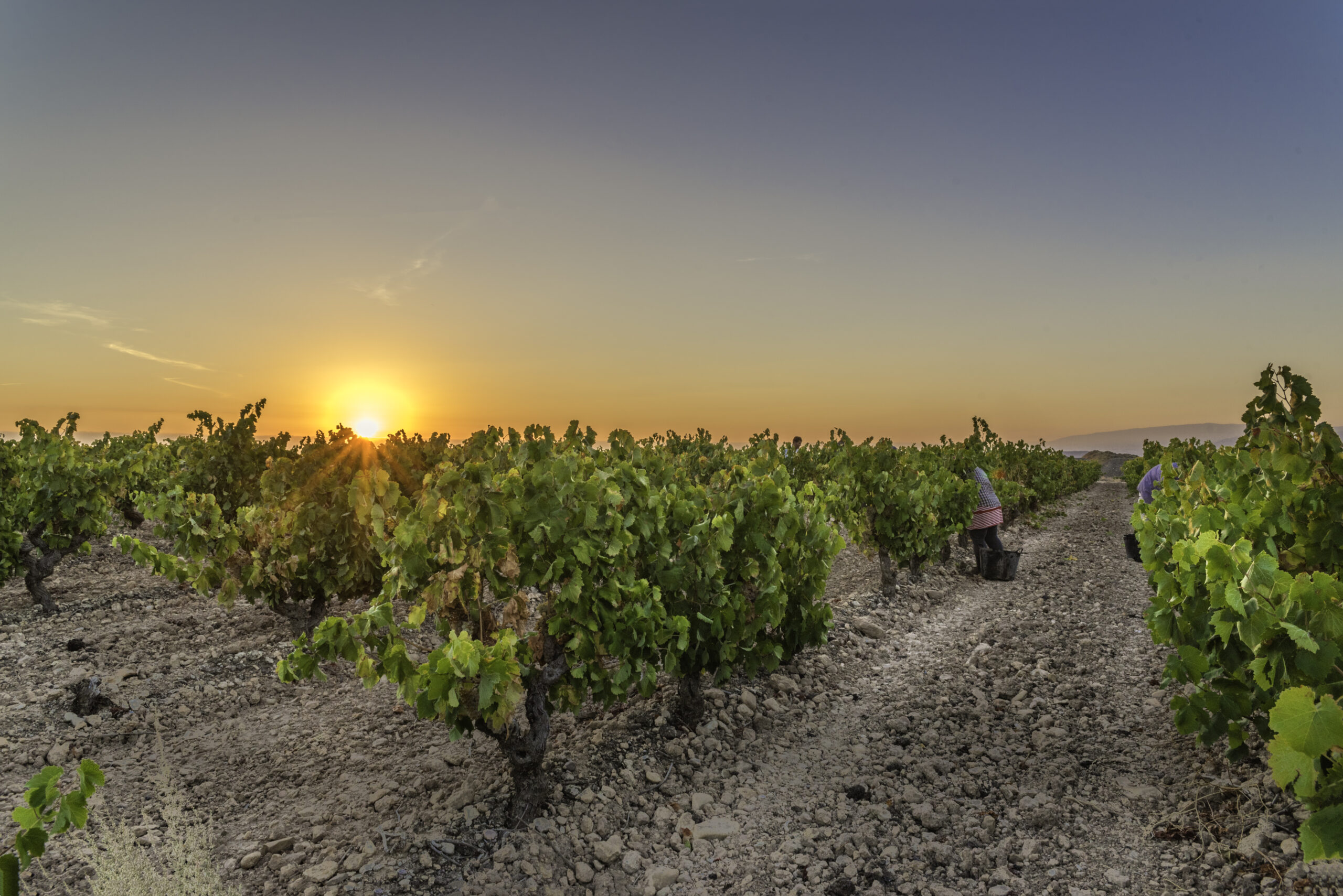 Bodegas Valdemar vineyards