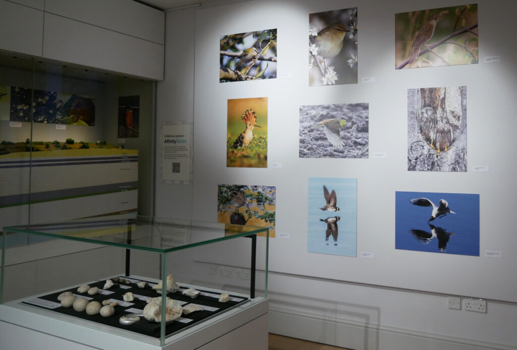 Wild about Hertfordshire exhibition at St Albans Museum + Gallery. Photo: Ellie McCormick for St Albans Museums
