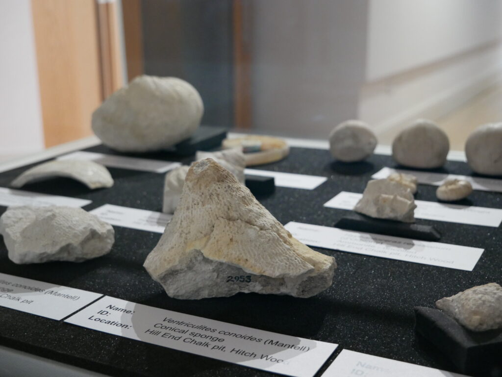 Wild about Hertfordshire exhibition at St Albans Museum + Gallery. Photo: Ellie McCormick for St Albans Museums