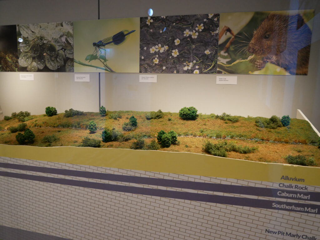 Wild about Hertfordshire exhibition at St Albans Museum + Gallery. Photo: Ellie McCormick for St Albans Museums