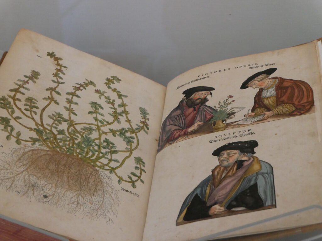 Wild about Hertfordshire exhibition at St Albans Museum + Gallery. Photo: Ellie McCormick for St Albans Museums