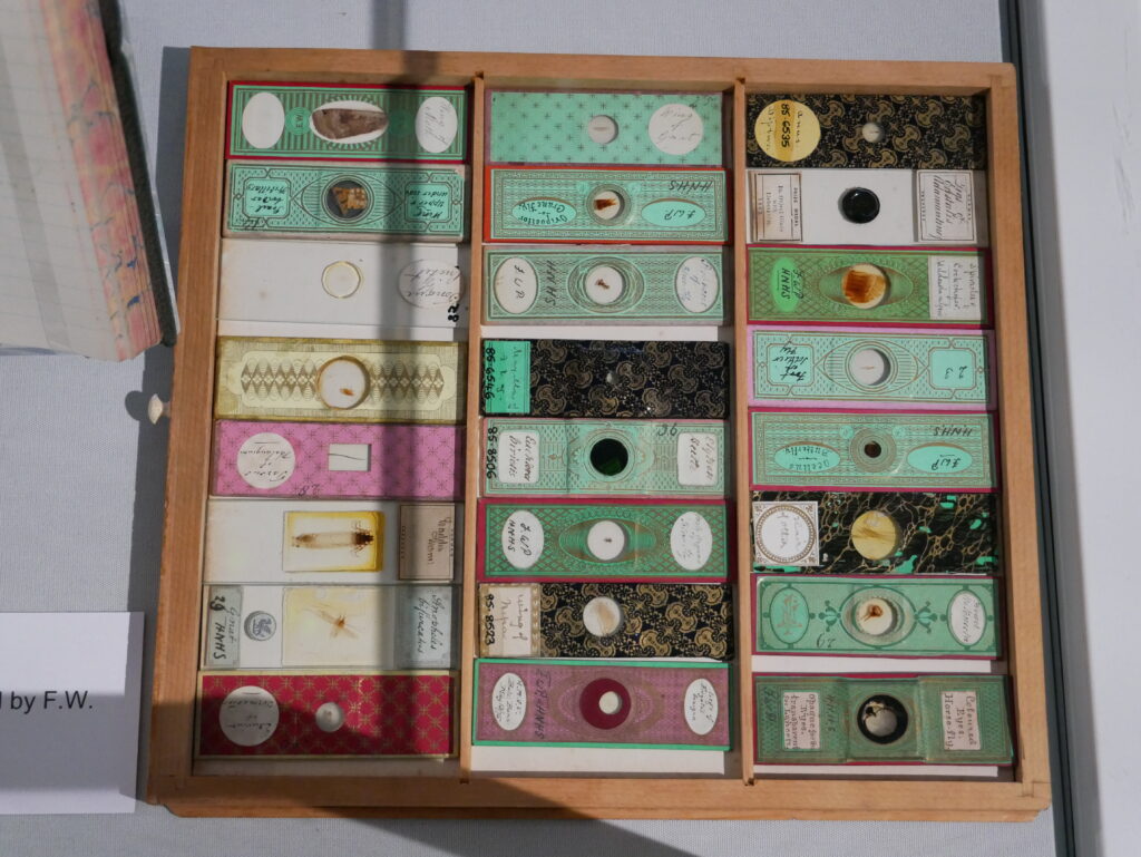 Wild about Hertfordshire exhibition at St Albans Museum + Gallery. Photo: Ellie McCormick for St Albans Museums
