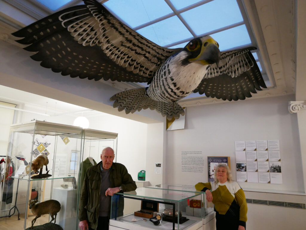 Wild about Hertfordshire exhibition at St Albans Museum + Gallery. Photo: Ellie McCormick for St Albans Museums