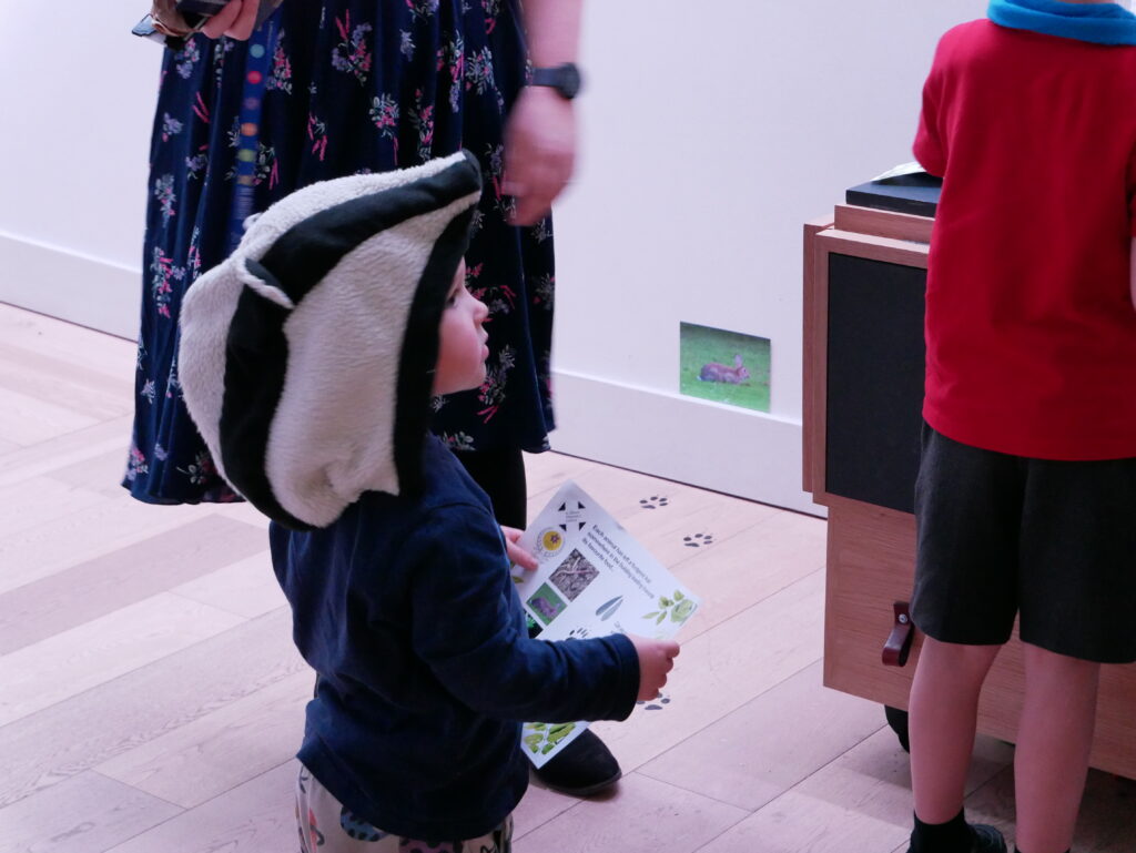 Wild about Hertfordshire exhibition at St Albans Museum + Gallery. Photo: Ellie McCormick for St Albans Museums