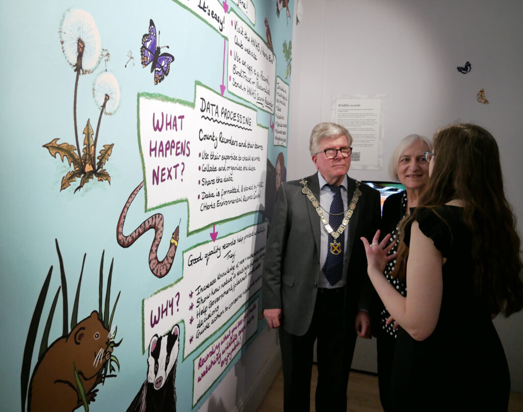 Wild about Hertfordshire exhibition at St Albans Museum + Gallery. Photo: Ellie McCormick for St Albans Museums