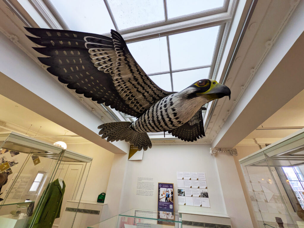 Wild about Hertfordshire exhibition at St Albans Museum + Gallery. Photo: Ellie McCormick for St Albans Museums