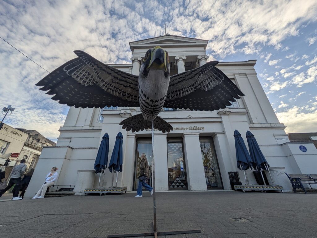 Wild about Hertfordshire exhibition at St Albans Museum + Gallery. Photo: Ellie McCormick for St Albans Museums