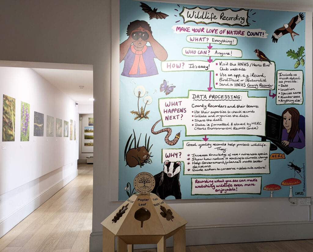 Wild about Hertfordshire exhibition at St Albans Museum + Gallery. Photo: Ellie McCormick for St Albans Museums