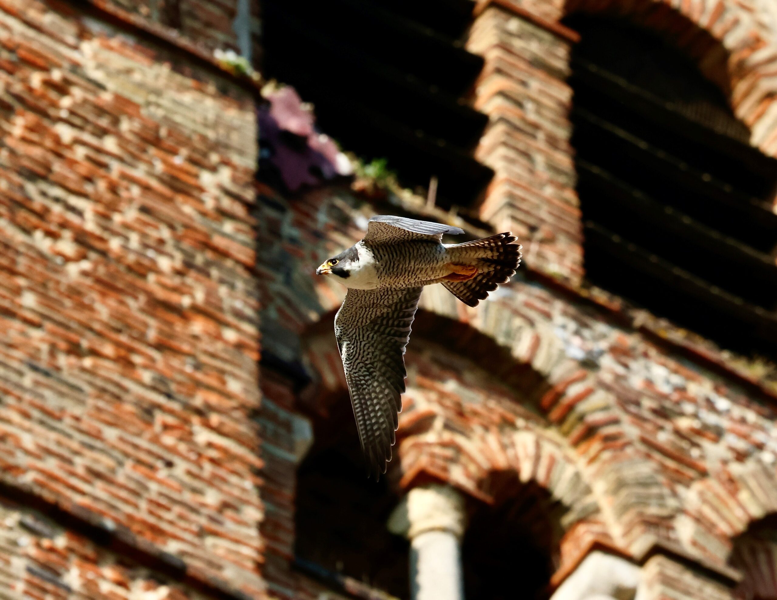 Peregrine in flight in front of tower at St Albans Cathedral. Photo: Michael Barrett