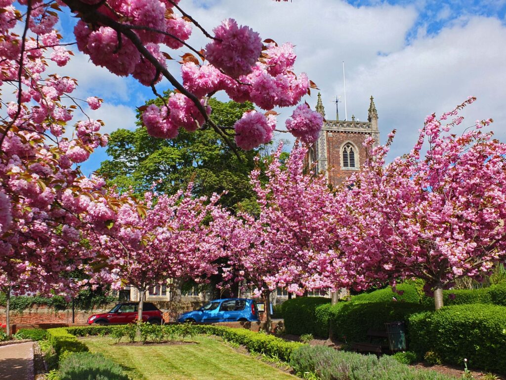 Spring in St Albans