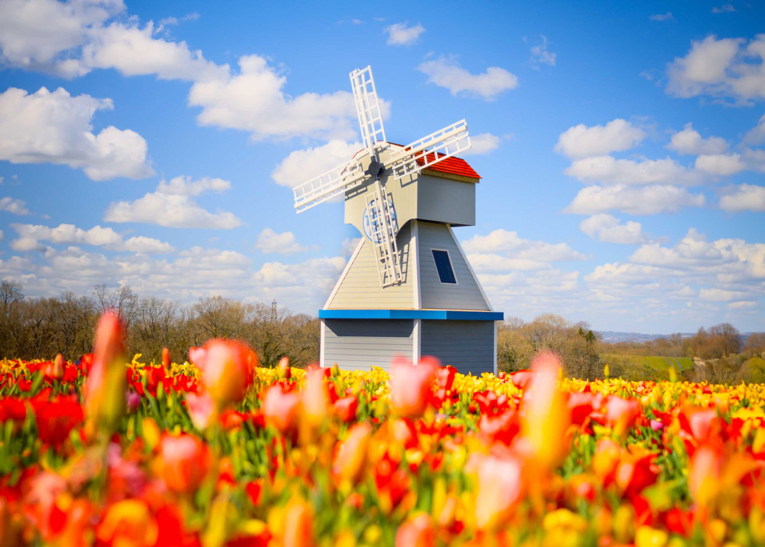 A windmill will stand at the centre of the tulip fields. Photo: Tulleys Tulip Farm