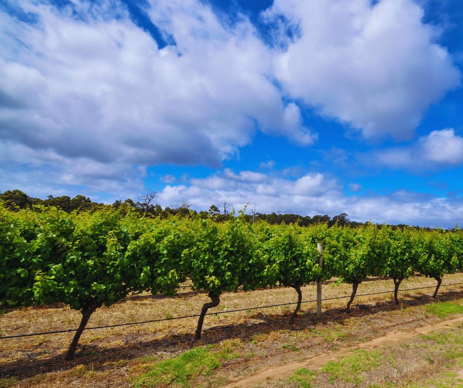 Margaret River vineyard