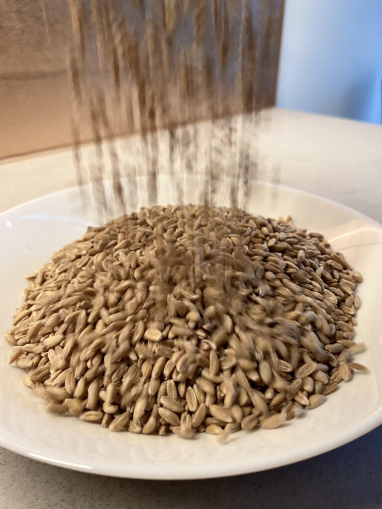 Pouring spelt grains