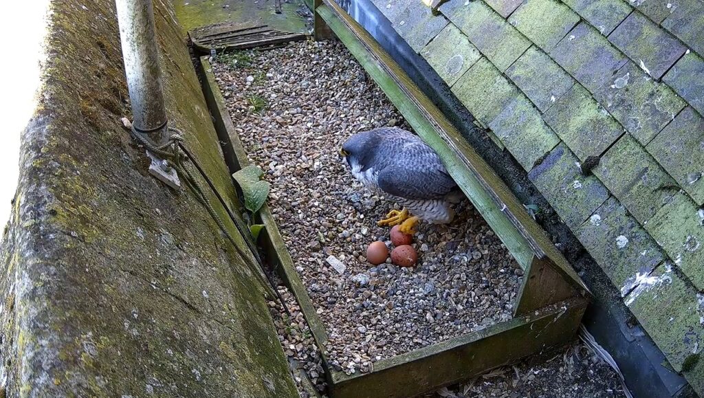 The Cathedral's three Peregrine falcon eggs before they were destroyed.